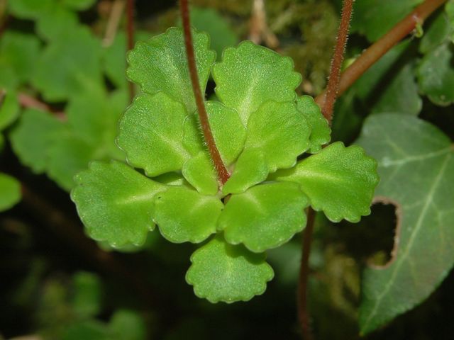 Saxifraga cuneifolia / Sassifraga a foglia cuneate
